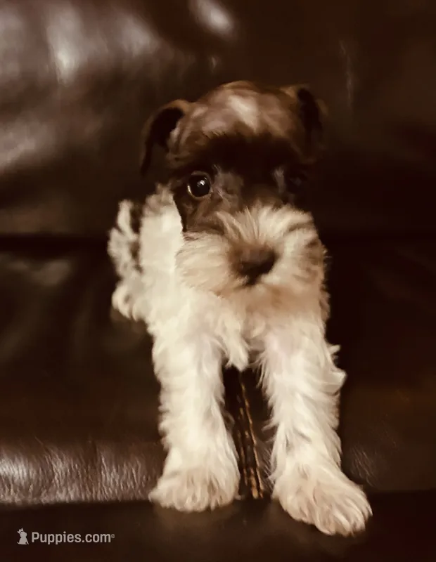 Oklahoma 10 – Miniature Schnauzer puppy for sale in Tecumseh, OK