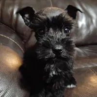 Oklahoma14 hi, a female Miniature Schnauzer for sale in Tecumseh, OK – Photo 1 of 3