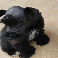 Oklahoma14 hi, a female Miniature Schnauzer for sale in Tecumseh, OK – Photo 2 of 3