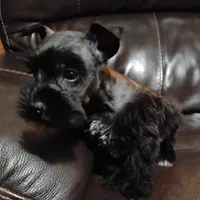 Oklahoma14 hi, a female Miniature Schnauzer for sale in Tecumseh, OK – Photo 3 of 3