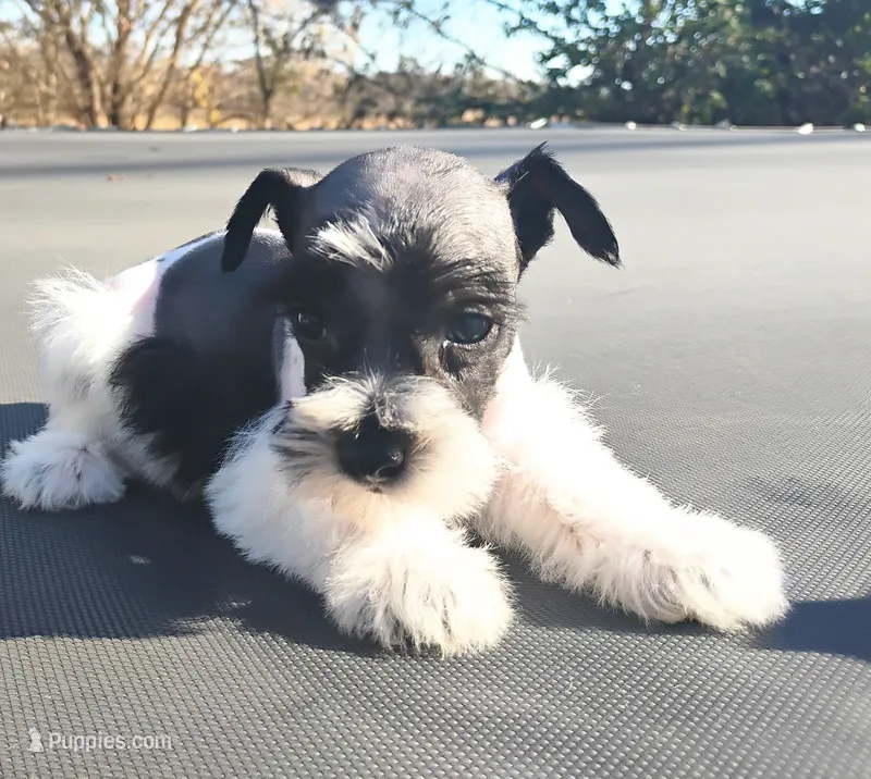 Oklahoma 6 – Miniature Schnauzer puppy for sale in Tecumseh, OK