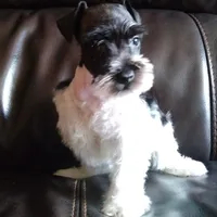 Okie 1, a female Miniature Schnauzer for sale in Tecumseh, OK – Photo 1 of 2