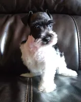 Okie 1, a female Miniature Schnauzer for sale in Tecumseh, OK – Photo 1 of 2