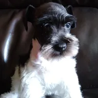 Okie 1, a female Miniature Schnauzer for sale in Tecumseh, OK – Photo 2 of 2