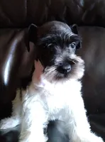 Okie 1, a female Miniature Schnauzer for sale in Tecumseh, OK – Photo 2 of 2