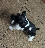 Oklahoma 2, a male Miniature Schnauzer for sale in Tecumseh, OK – 3 of 3