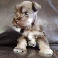 Oklahoma12, a female Miniature Schnauzer for sale in Tecumseh, OK – Photo 2 of 2