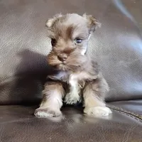 Oklahoma12, a female Miniature Schnauzer for sale in Tecumseh, OK – Photo 1 of 2