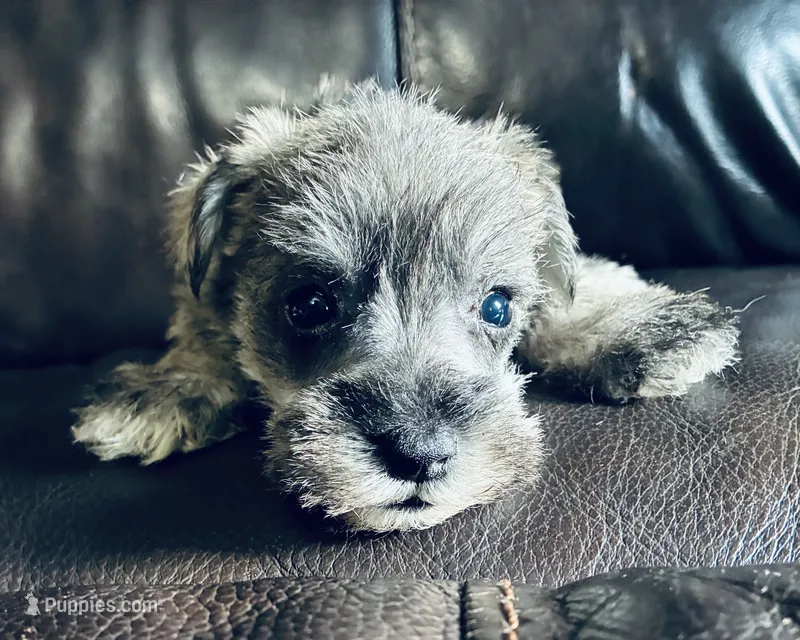 Oklahoma 2 – Miniature Schnauzer puppy for sale in Tecumseh, OK