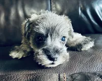 Oklahoma 2, a male Miniature Schnauzer for sale in Tecumseh, OK – 1 of 3