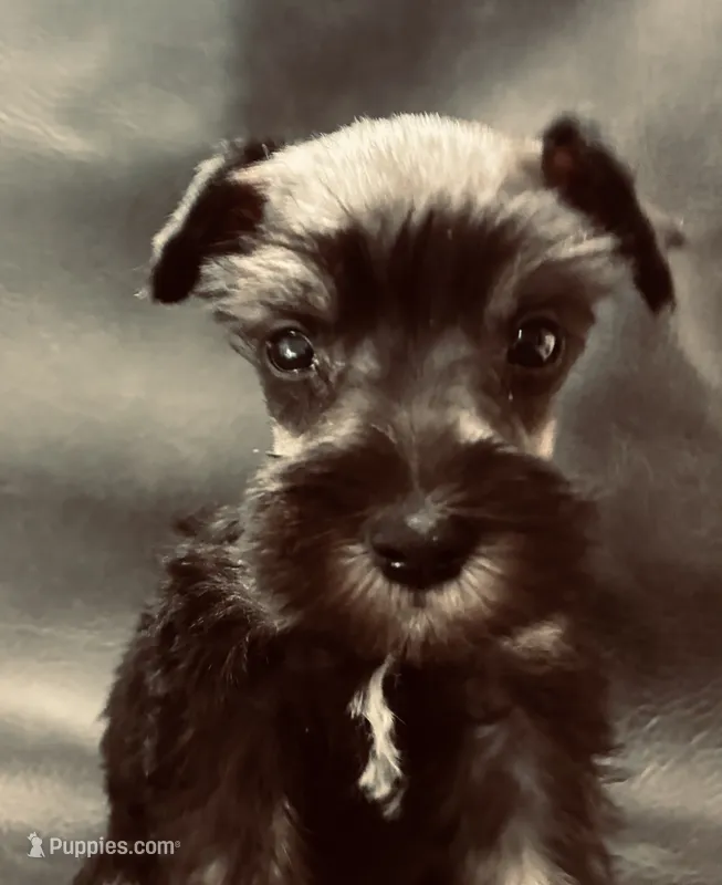 Oklahoma 12 – Miniature Schnauzer puppy for sale in Tecumseh, OK