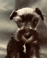 Oklahoma 12, a male Miniature Schnauzer for sale in Tecumseh, OK – 1 of 2