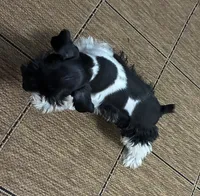 Oklahoma 2, a male Miniature Schnauzer for sale in Tecumseh, OK – 2 of 3