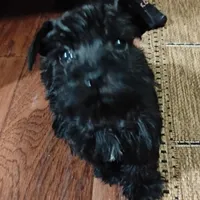 Oklahoma 1, a female Miniature Schnauzer for sale in Tecumseh, OK – Photo 2 of 2