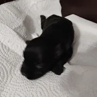 Oklahoma 1, a female Miniature Schnauzer for sale in Tecumseh, OK – Photo 1 of 2