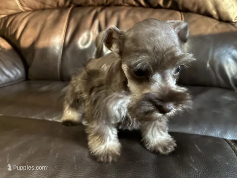 Oklahoma 14 – Miniature Schnauzer puppy for sale in Tecumseh, OK