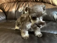 Oklahoma 14, a female Miniature Schnauzer for sale in Tecumseh, OK – 1 of 1