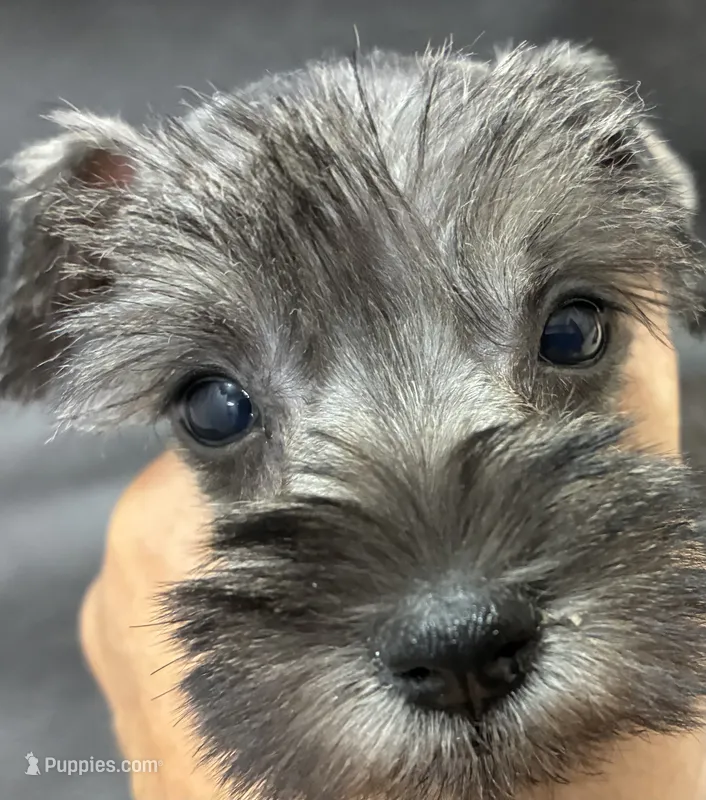 Oklahoma oo – Miniature Schnauzer puppy for sale in Tecumseh, OK