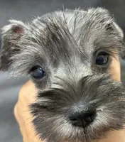 Oklahoma oo, a female Miniature Schnauzer for sale in Tecumseh, OK – 1 of 1