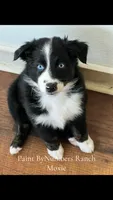 Moxie , a female Australian Shepherd for sale in Magee, MS – 5 of 5