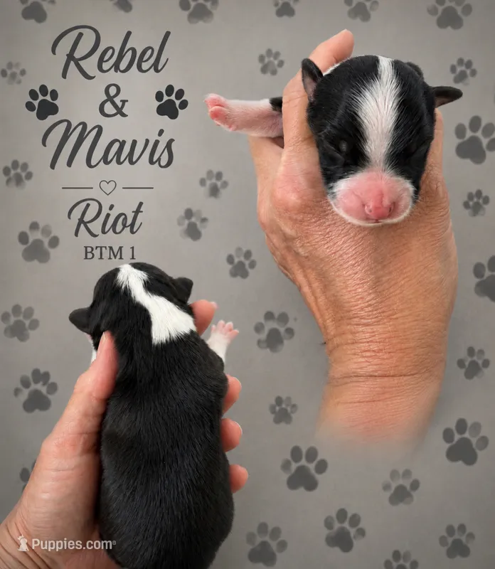 Riot  – Australian Shepherd puppy for sale in Magee, MS