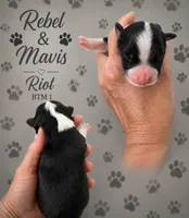 Riot , a male Australian Shepherd for sale in Magee, MS – 1 of 1
