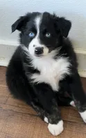 Moxie , a female Australian Shepherd for sale in Magee, MS – 4 of 5