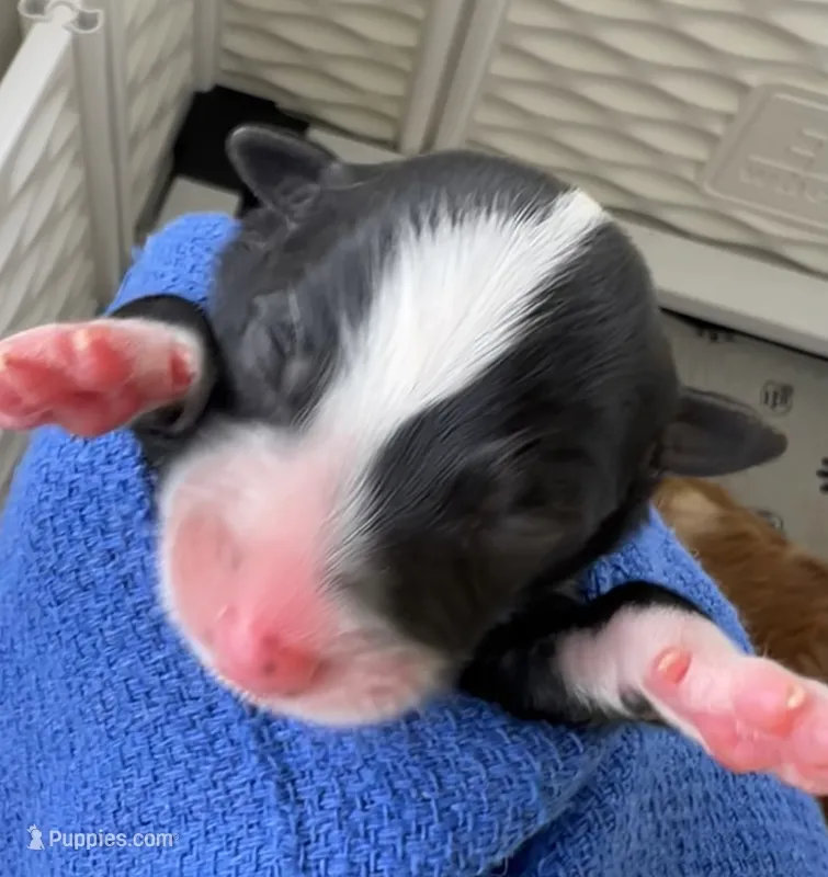 Moxie – Australian Shepherd puppy for sale in Magee, MS