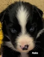 Mako, a male Australian Shepherd for sale in Magee, MS – 7 of 10