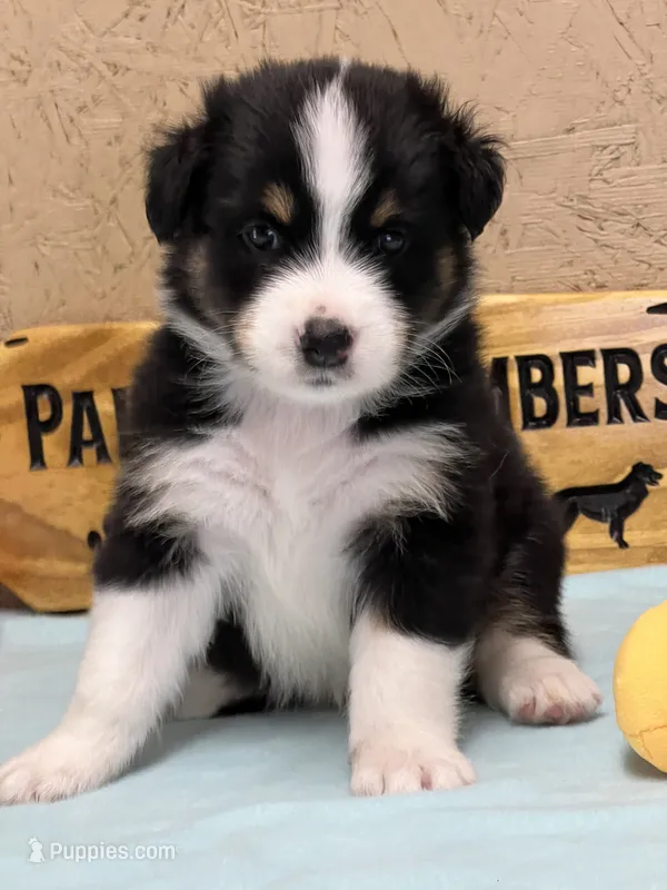 Knox  – Australian Shepherd puppy for sale in Magee, MS