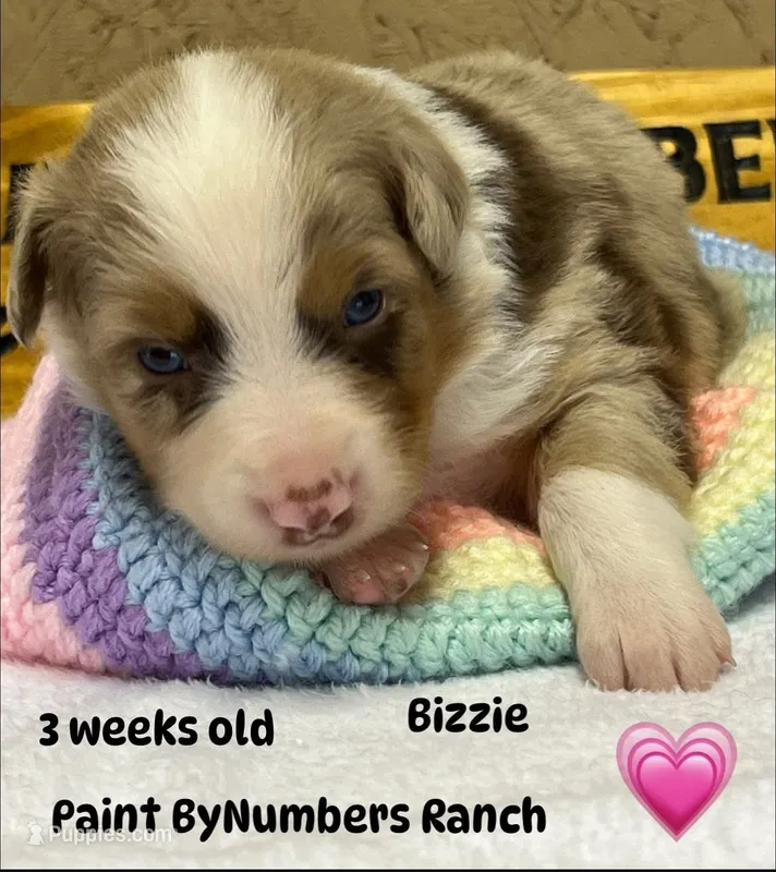 Bizzie – Australian Shepherd puppy for sale in Magee, MS