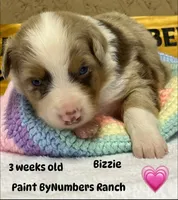 Bizzie, a female Australian Shepherd for sale in Magee, MS – 1 of 3