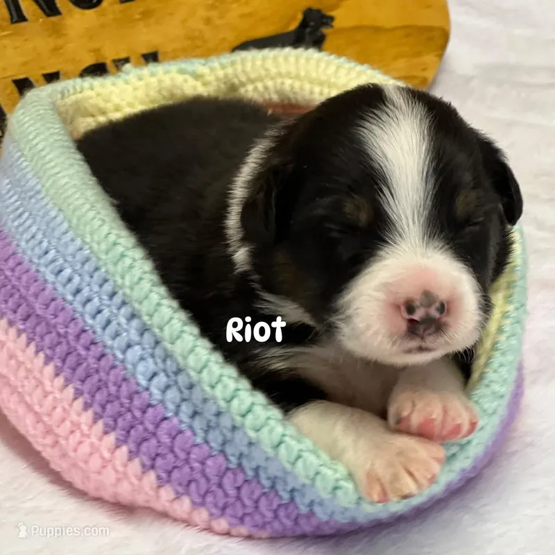 Riot  – Australian Shepherd puppy for sale in Magee, MS