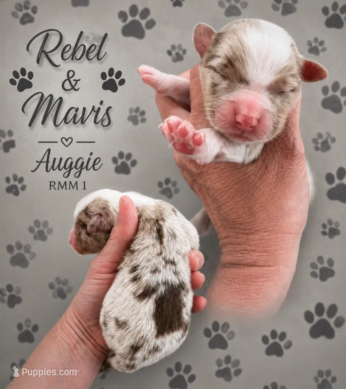 Auggie  – Australian Shepherd puppy for sale in Magee, MS