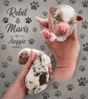 Auggie , a male Australian Shepherd for sale in Magee, MS – 1 of 1