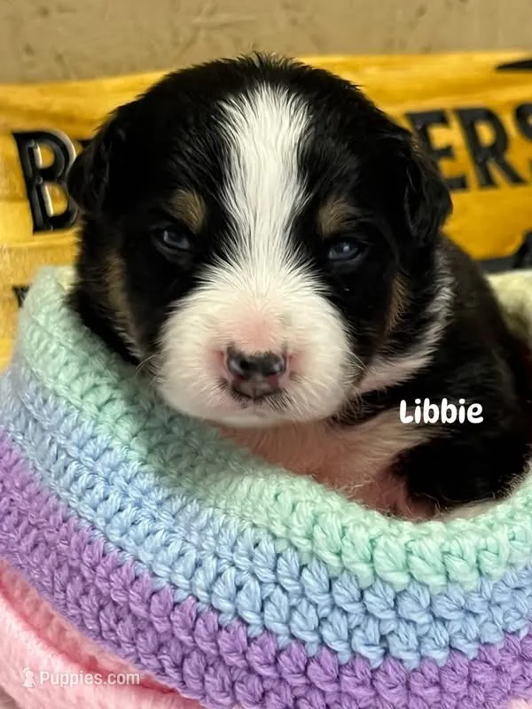 Libbie  – Australian Shepherd puppy for sale in Magee, MS