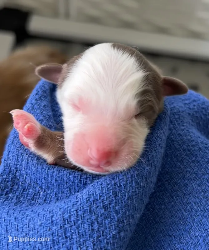 Kylo  – Australian Shepherd puppy for sale in Magee, MS