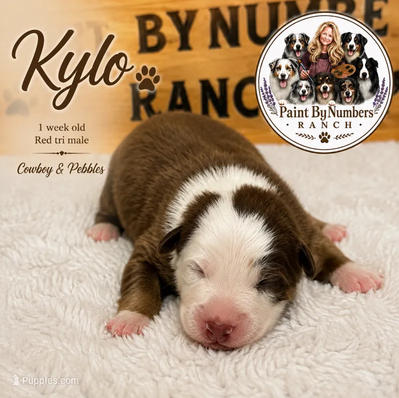 Kylo  – Australian Shepherd puppy for sale in Magee, MS