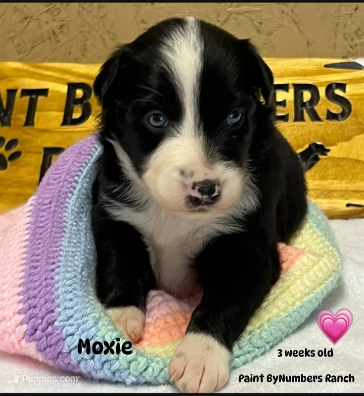 Moxie – Australian Shepherd puppy for sale in Magee, MS