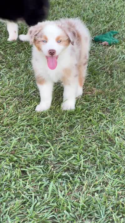 Maverick, a male Australian Shepherd for sale in Magee, MS – 4 of 4