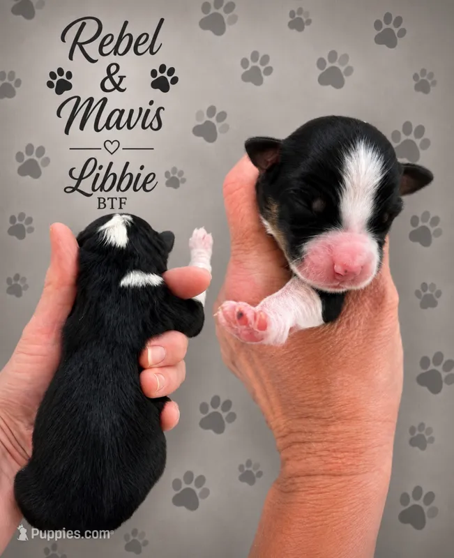 Libbie  – Australian Shepherd puppy for sale in Magee, MS