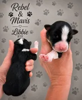 Libbie , a female Australian Shepherd for sale in Magee, MS – 1 of 1