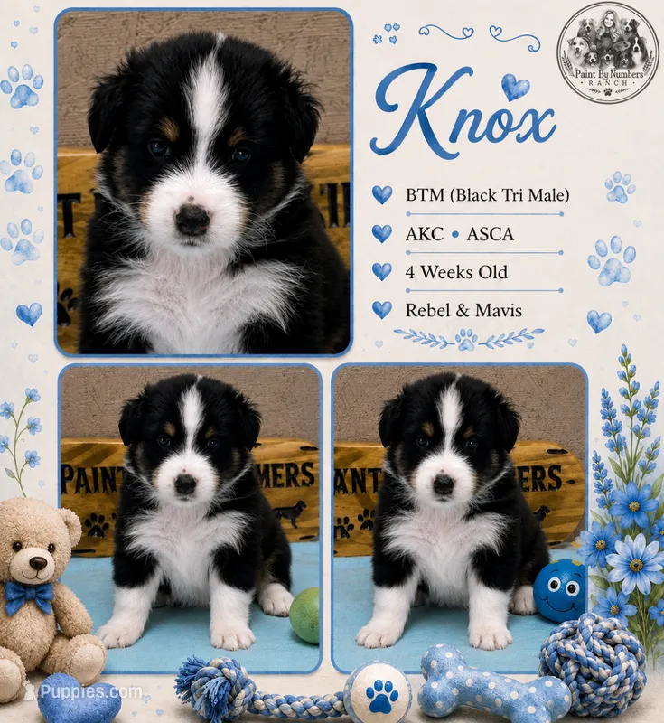 Knox  – Australian Shepherd puppy for sale in Magee, MS