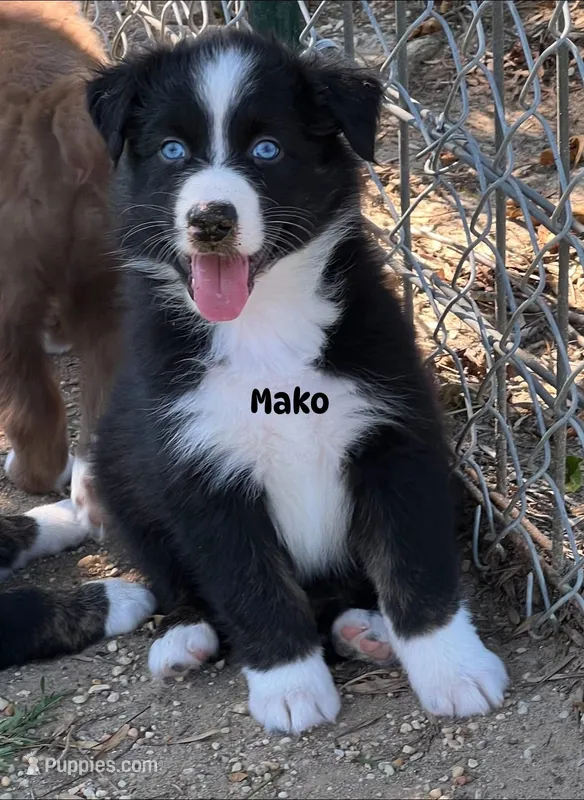 Mako – Australian Shepherd puppy for sale in Magee, MS
