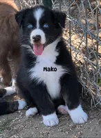 Mako, a male Australian Shepherd for sale in Magee, MS – 1 of 10