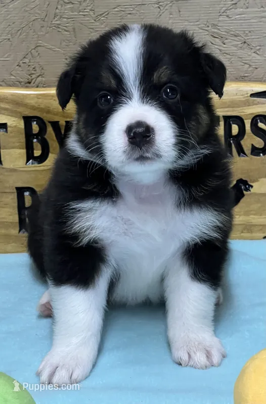 Riot  – Australian Shepherd puppy for sale in Magee, MS