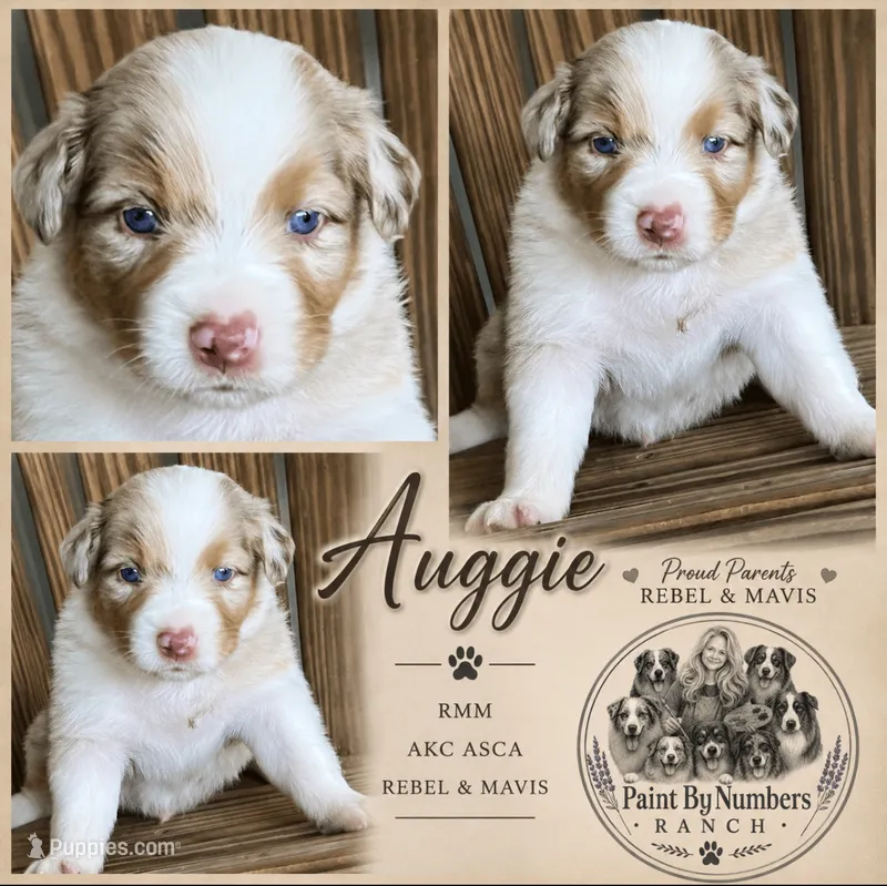Auggie  – Australian Shepherd puppy for sale in Magee, MS