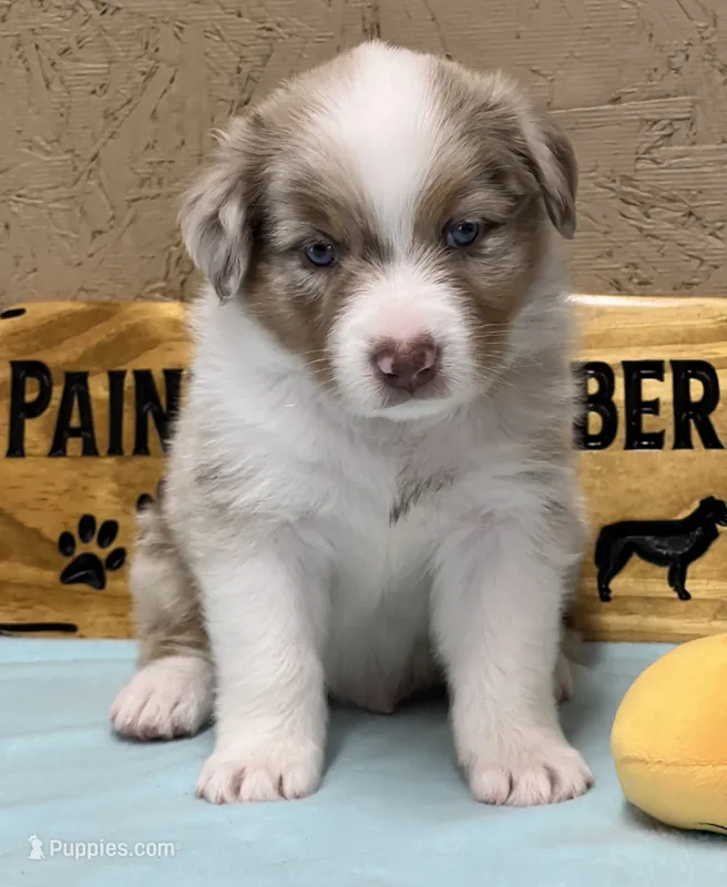 Auggie  – Australian Shepherd puppy for sale in Magee, MS