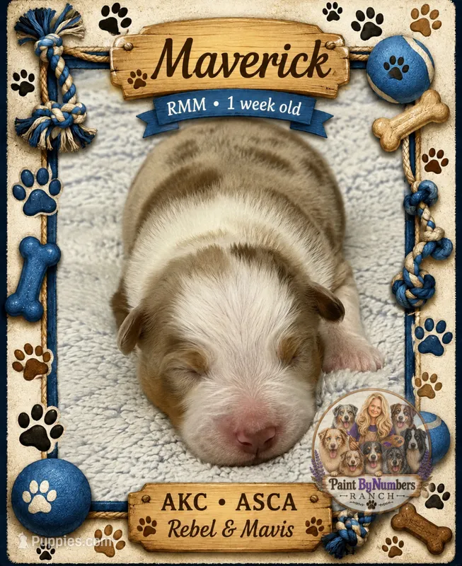 Maverick – Australian Shepherd puppy for sale in Magee, MS