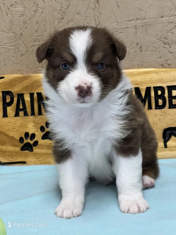 Trooper  – Australian Shepherd puppy for sale in Magee, MS